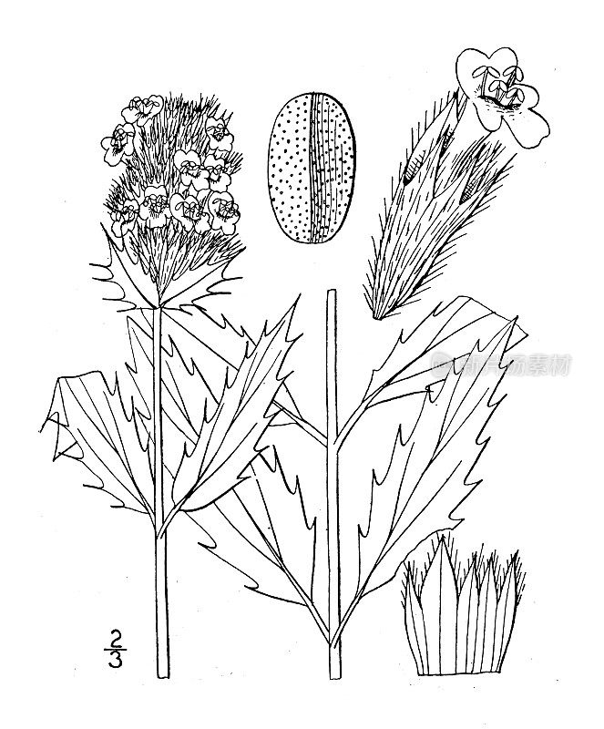 古植物学植物插图:Dracocephalum parviflorus，美国龙头